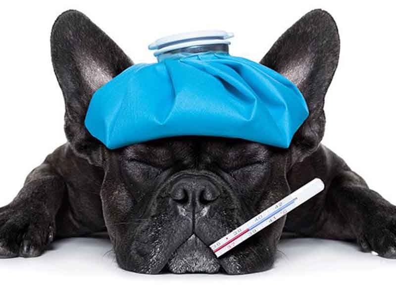 Dog fever | Dog health issues 